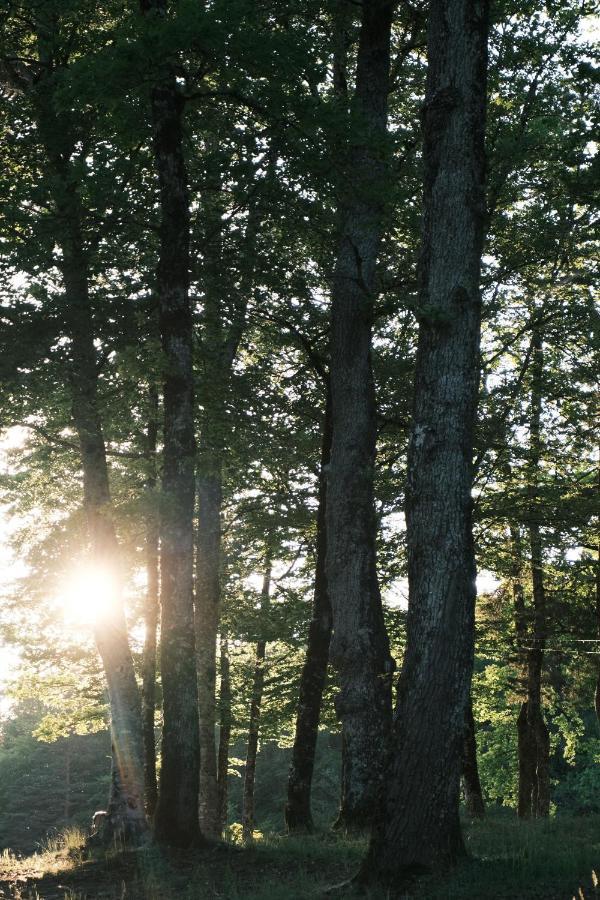 Lodge Avec Spa Privatif - Foret Et Lac Liginiac Kültér fotó
